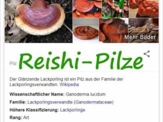 Heilpilze Reishi-Pilz ein Superfood? ©googlesuche