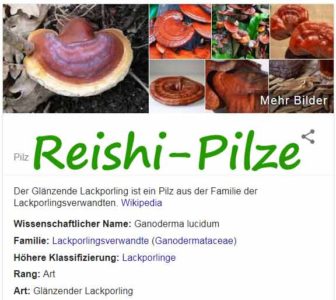 Heilpilze-Reishi Pilz ein Superfood? ©googlesuche