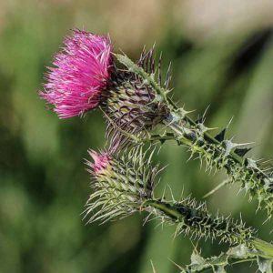 Mariendistel Heilpflanze Leber Christi Krone, Donnerdistel, Fieberdistel, Fechdistel, Frauendistel, Heilandsdistel, mit den Namen der Früchte Marienkörner