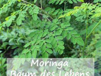 Moringa-Superfood-Baum des Lebens Bild pixbay