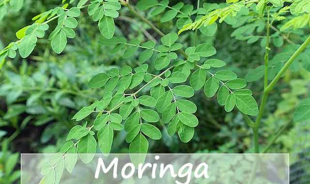 Moringa-Superfood-Baum des Lebens Bild pixbay
