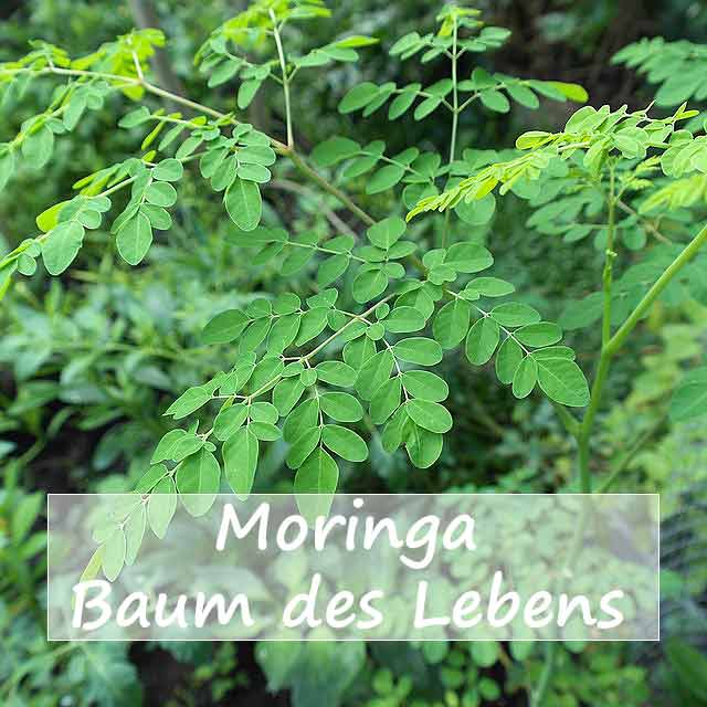 Moringa-Superfood-Baum des Lebens Bild