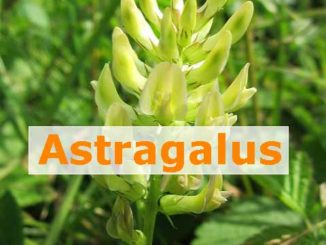 Astragalus-Tragant-Wurzel was steckt drin?