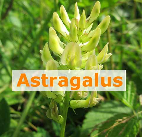 Astragalus-Tragant-Wurzel was steckt drin?