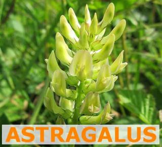 Astragalus-Tragant-Wurzel was steckt drin?