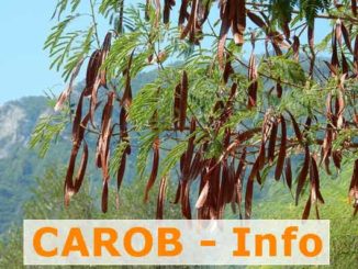 Carob Carobpulver vom Baum aus Carobfrüchten Info