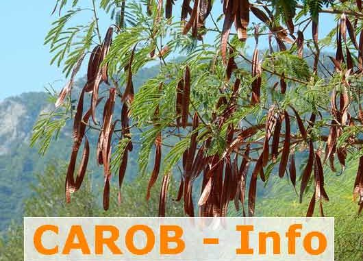 Carob Carobpulver vom Baum aus Carobfrüchten Info