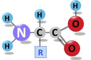 Aminosäuren Aufbau Bild Grundstrukturaufbau Amino Säure